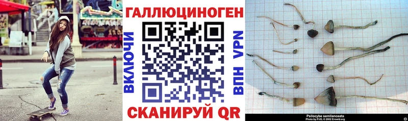 Псилоцибиновые грибы Cubensis  Светлогорск 